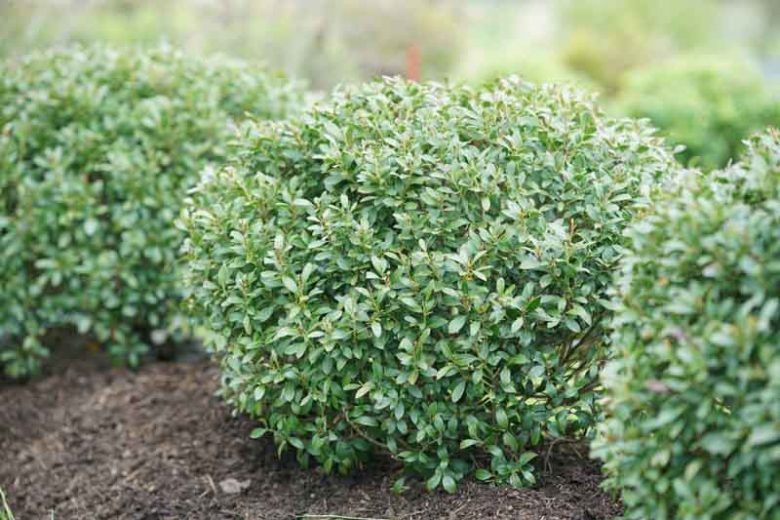 Ilex glabra Strongbox®, Inkberry Strongbox®, Gallberry Strongbox®, Bitter Gallberry Strongbox®, Evergreen Winterberry Strongbox®, Inkberry Holly Strongbox®, Appalachian Tea Strongbox®, Blue berries, evergreen shrub, Aquifoliaceae, Berry, holly, Ilex, wint