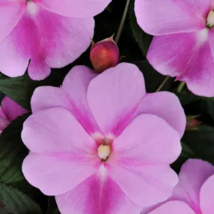 Impatiens 'Divine Lavender', Divine Lavender Impatiens, Mounding Impatiens, Purple Impatiens, Purple Flowers