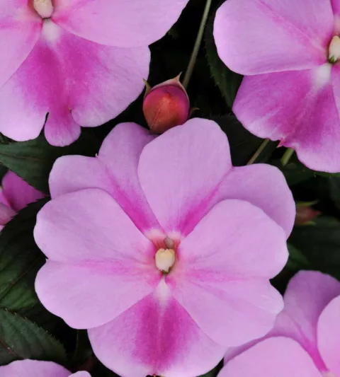 Impatiens 'Divine Lavender', Divine Lavender Impatiens, Mounding Impatiens, Purple Impatiens, Purple Flowers
