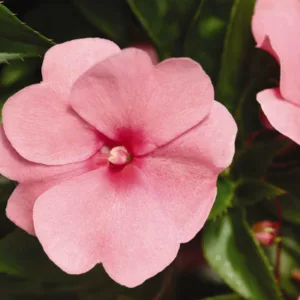 Impatiens 'Divine Pink', Divine Pink Impatiens, Mounding Impatiens, Pink Impatiens, Pink Flowers
