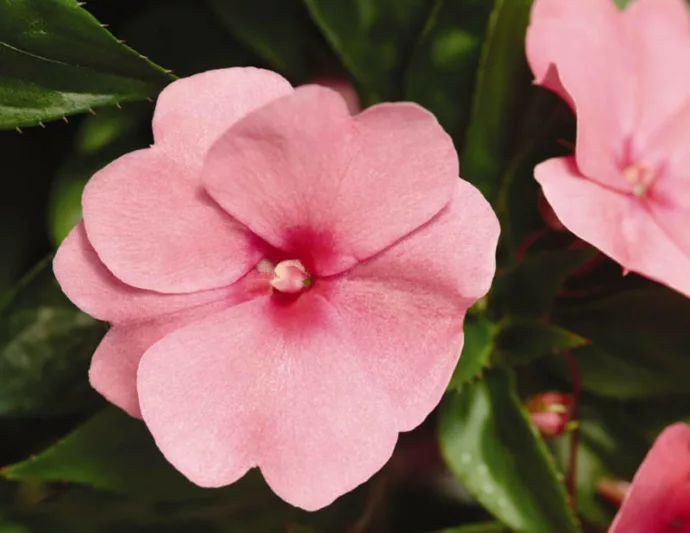 Impatiens 'Divine Pink', Divine Pink Impatiens, Mounding Impatiens, Pink Impatiens, Pink Flowers