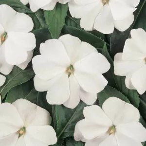 Impatiens 'Divine White', Divine White Impatiens, Mounding Impatiens, White Impatiens, White Flowers