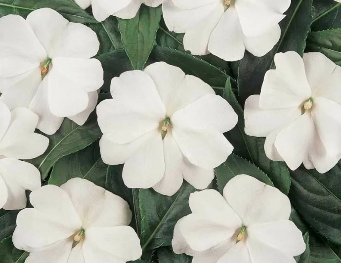 Impatiens 'Divine White', Divine White Impatiens, Mounding Impatiens, White Impatiens, White Flowers