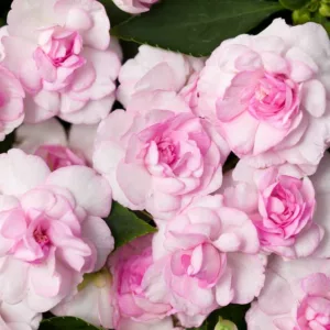 Impatiens walleriana 'Rockapulco Appleblossom', Rockapulco Appleblossom Impatiens,Double Impatiens, Pink Impatiens, Pink Flowers