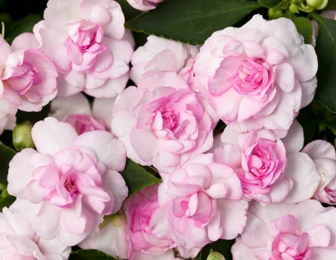 Impatiens walleriana 'Rockapulco Appleblossom', Rockapulco Appleblossom Impatiens,Double Impatiens, Pink Impatiens, Pink Flowers