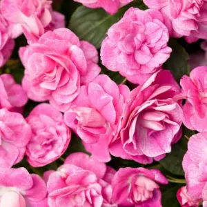 Impatiens walleriana 'Rockapulco Rose', Rockapulco Rose Impatiens,Double Impatiens, Pink Impatiens, Pink Flowers