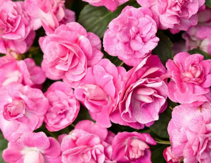 Impatiens walleriana 'Rockapulco Rose', Rockapulco Rose Impatiens,Double Impatiens, Pink Impatiens, Pink Flowers