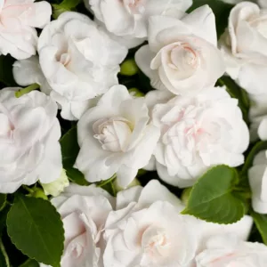 Impatiens walleriana 'Rockapulco White', Rockapulco White Impatiens,Double Impatiens, White Impatiens, White Flowers