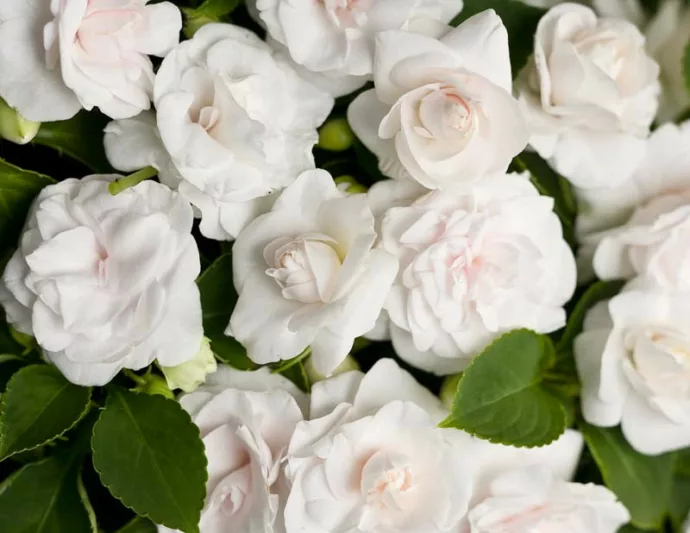Impatiens walleriana 'Rockapulco White', Rockapulco White Impatiens,Double Impatiens, White Impatiens, White Flowers