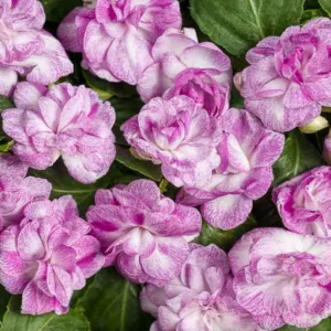 Impatiens walleriana 'Rockapulco Wisteria', Rockapulco Wisteria Impatiens,Double Impatiens, Lavender Impatiens, Lavender Flowers