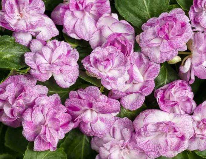 Impatiens walleriana 'Rockapulco Wisteria', Rockapulco Wisteria Impatiens,Double Impatiens, Lavender Impatiens, Lavender Flowers