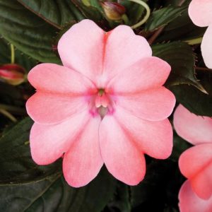 Impatiens 'Sunpatiens Compact Blush Pink', Sunpatiens Compact Blush Pink Impatiens, Mounding Impatiens, Pink Impatiens, Pink Flowers