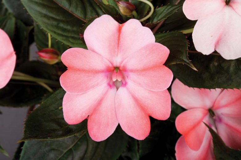 Impatiens 'Sunpatiens Compact Blush Pink', Sunpatiens Compact Blush Pink Impatiens, Mounding Impatiens, Pink Impatiens, Pink Flowers