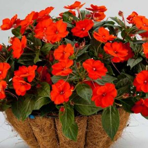Impatiens 'Sunpatiens Compact Electric Orange', Sunpatiens Compact Electric Orange Impatiens, Mounding Impatiens, Orange Impatiens, Orange Flowers