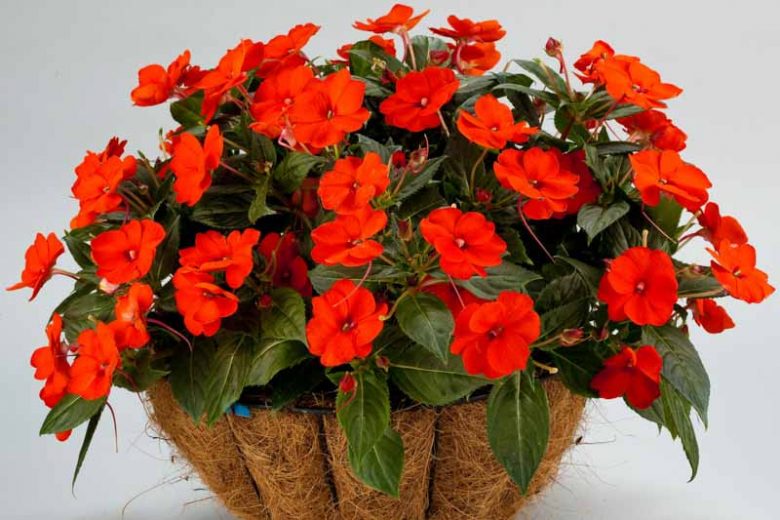 Impatiens 'Sunpatiens Compact Electric Orange', Sunpatiens Compact Electric Orange Impatiens, Mounding Impatiens, Orange Impatiens, Orange Flowers