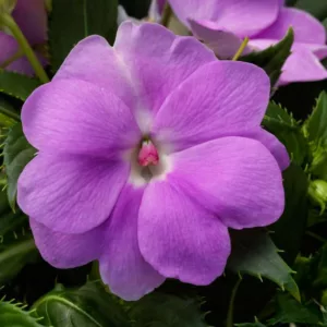 Impatiens 'Sunpatiens Compact Orchid', Sunpatiens Compact Orchid Impatiens, Mounding Impatiens, Purple Impatiens, Purple Flowers