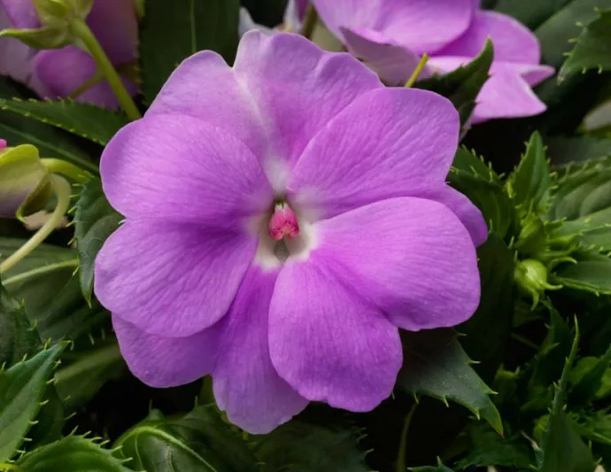 Impatiens 'Sunpatiens Compact Orchid', Sunpatiens Compact Orchid Impatiens, Mounding Impatiens, Purple Impatiens, Purple Flowers