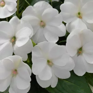 Impatiens 'Sunpatiens Compact White', Sunpatiens Compact White Impatiens, Mounding Impatiens, White Impatiens, White Flowers