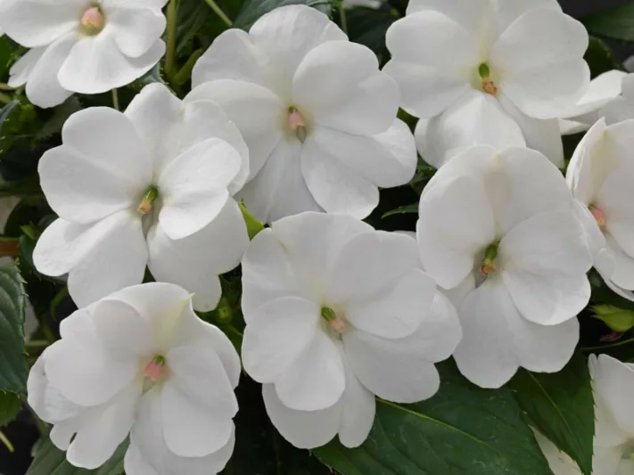 Impatiens 'Sunpatiens Compact White', Sunpatiens Compact White Impatiens, Mounding Impatiens, White Impatiens, White Flowers