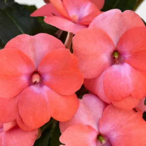 Impatiens 'Sunpatiens Spreading Pink Flash ', Sunpatiens Spreading Pink Flash  Impatiens, Spreading Impatiens, Pink Impatiens, Pink Flowers