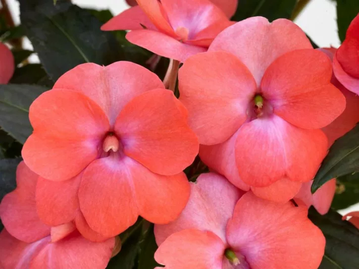 Impatiens 'Sunpatiens Spreading Pink Flash ', Sunpatiens Spreading Pink Flash  Impatiens, Spreading Impatiens, Pink Impatiens, Pink Flowers