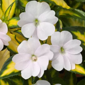 Impatiens 'Sunpatiens Spreading Variegated White', Sunpatiens Spreading Variegated White Impatiens, Spreading Impatiens, White Impatiens, White Flowers