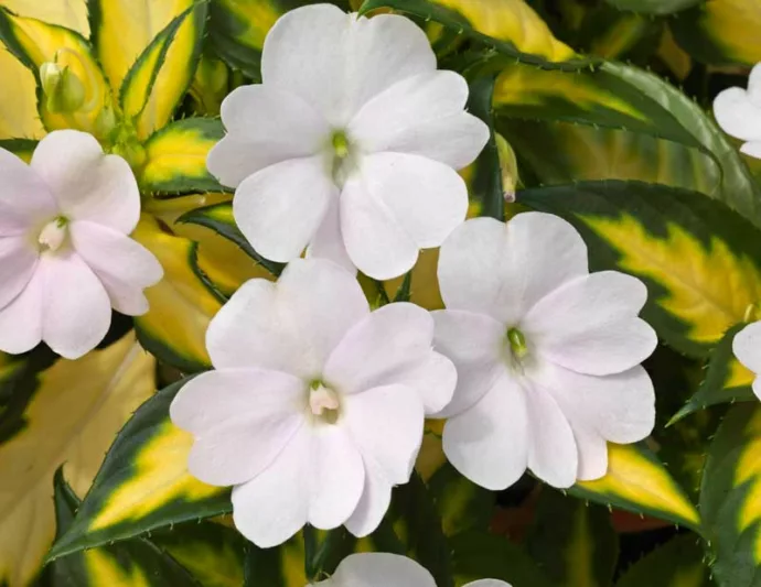 Impatiens 'Sunpatiens Spreading Variegated White', Sunpatiens Spreading Variegated White Impatiens, Spreading Impatiens, White Impatiens, White Flowers