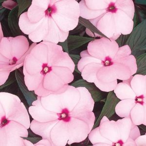 Impatiens 'Infinity Pink', Infinity Pink Impatiens, Mounding Impatiens, Pink Impatiens, Pink Flowers