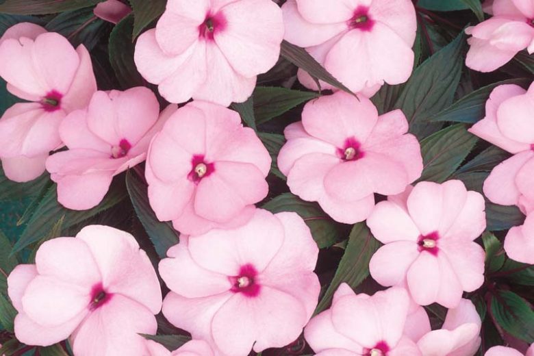 Impatiens 'Infinity Pink', Infinity Pink Impatiens, Mounding Impatiens, Pink Impatiens, Pink Flowers