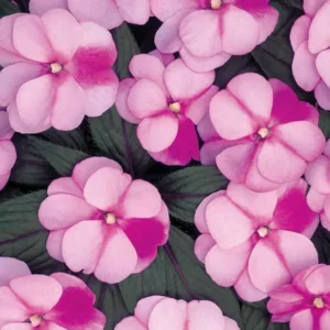 Impatiens 'Infinity Pink Frost', Infinity Pink Frost Impatiens, Mounding Impatiens, Pink Impatiens, Pink Flowers