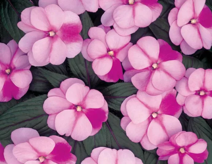 Impatiens 'Infinity Pink Frost', Infinity Pink Frost Impatiens, Mounding Impatiens, Pink Impatiens, Pink Flowers
