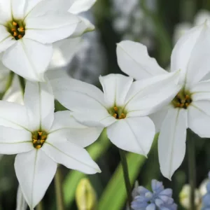 Ipheion 'Alberto Castillo', Spring Starflower 'Alberto Castillo', Starflower 'Alberto Castillo', Springstar 'Alberto Castillo', early flowering bulb, winter bulb, white flowering bulb, White winter flowers