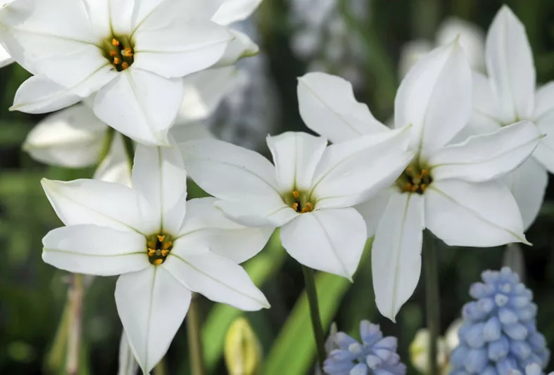 Ipheion 'Alberto Castillo', Spring Starflower 'Alberto Castillo', Starflower 'Alberto Castillo', Springstar 'Alberto Castillo', early flowering bulb, winter bulb, white flowering bulb, White winter flowers