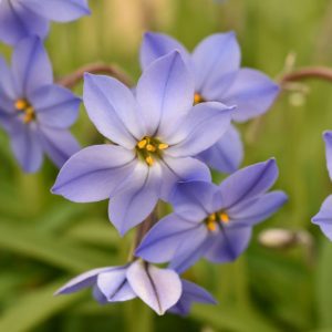 Ipheion 'Jessie', Spring Starflower 'Jessie', Starflower 'Jessie', Springstar 'Jessie', early flowering bulb, winter bulb, Blue flowering bulb, Blue winter flowers