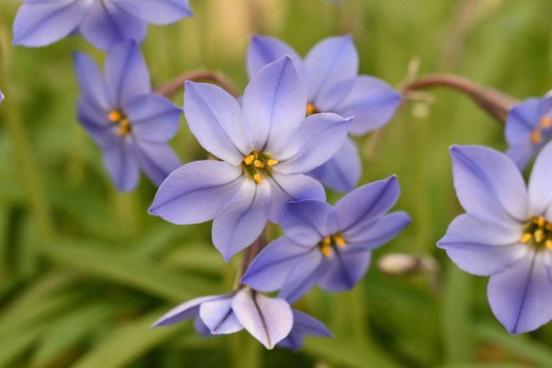 Ipheion 'Jessie', Spring Starflower 'Jessie', Starflower 'Jessie', Springstar 'Jessie', early flowering bulb, winter bulb, Blue flowering bulb, Blue winter flowers