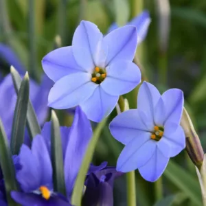 Ipheion 'Rolf Fiedler', Spring Starflower 'Rolf Fiedler', Starflower 'Rolf Fiedler', Springstar 'Rolf Fiedler', Ipheion uniflorum 'Rolf Fiedler', Tristagma 'Rolf Fiedler', early flowering bulb, winter bulb, Blue flowering bulb, Blue winter flowers