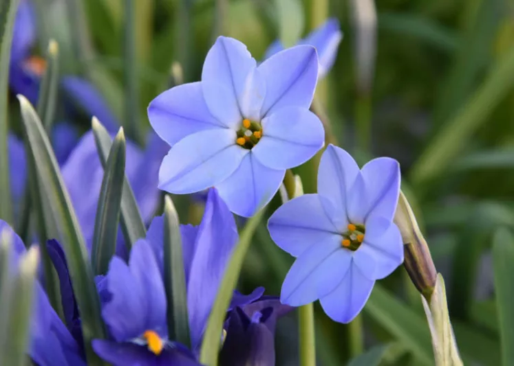 Ipheion 'Rolf Fiedler', Spring Starflower 'Rolf Fiedler', Starflower 'Rolf Fiedler', Springstar 'Rolf Fiedler', Ipheion uniflorum 'Rolf Fiedler', Tristagma 'Rolf Fiedler', early flowering bulb, winter bulb, Blue flowering bulb, Blue winter flowers