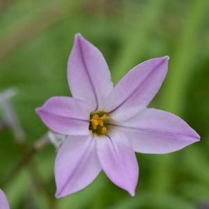 Ipheion uniflorum 'Charlotte Bishop', Spring Starflower 'Charlotte Bishop', Starflower 'Charlotte Bishop', Springstar 'Charlotte Bishop', early flowering bulb, winter bulb, Pink flowering bulb, Pink winter flowers