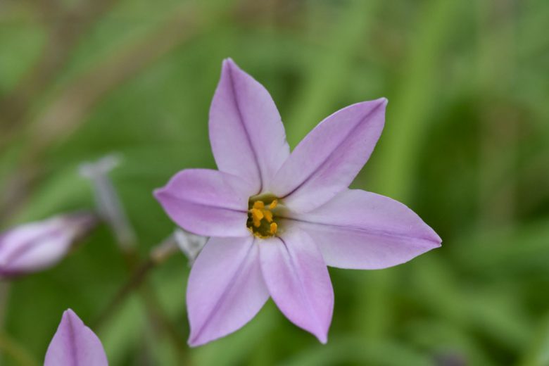 Ipheion uniflorum 'Charlotte Bishop', Spring Starflower 'Charlotte Bishop', Starflower 'Charlotte Bishop', Springstar 'Charlotte Bishop', early flowering bulb, winter bulb, Pink flowering bulb, Pink winter flowers