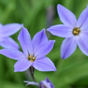 Ipheion uniflorum 'Wisley Blue', Spring Starflower 'Wisley Blue', Starflower 'Wisley Blue', Springstar 'Wisley Blue', early flowering bulb, winter bulb, Blue flowering bulb, Blue winter flowers