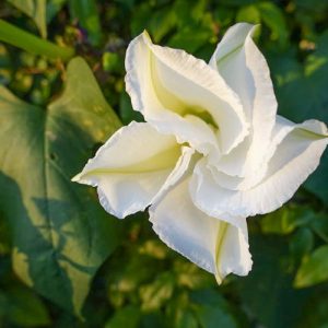 Ipomoea Alba, Moonflower, Belle de Nuit, Tropical White Morning Glory, Moon Vine, Ipomoea bona-nox, Calonyction aculeatum, Perennial Vine, White Flowers, Fragrant Vines