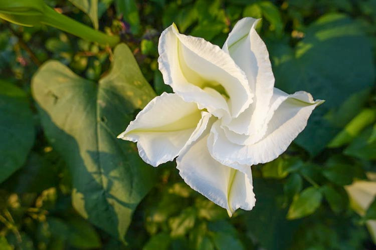 Ipomoea Alba, Moonflower, Belle de Nuit, Tropical White Morning Glory, Moon Vine, Ipomoea bona-nox, Calonyction aculeatum, Perennial Vine, White Flowers, Fragrant Vines