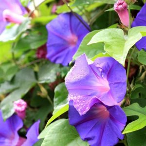 Ipomoea Purpurea,Morning Glory, Common Morning Glory, Tall Morning Glory, Convolvulus purpureus, Blue Flowers, Purple Flowers