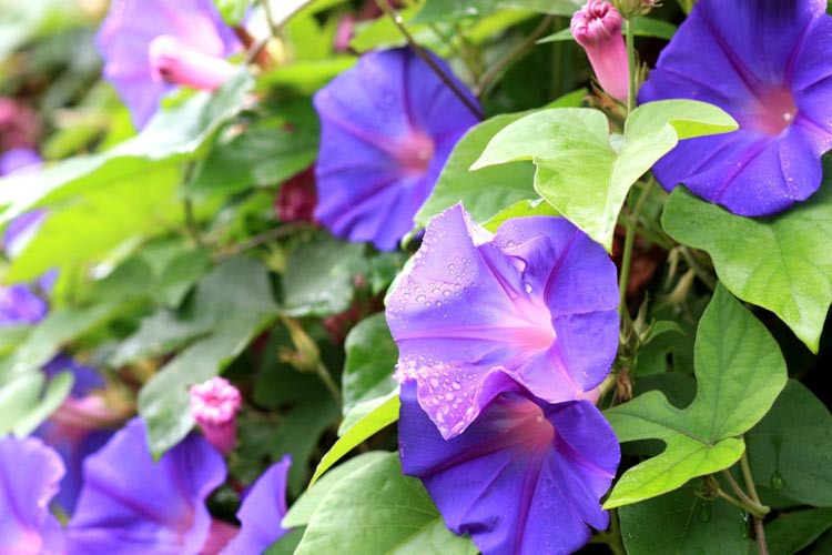 Ipomoea Purpurea,Morning Glory, Common Morning Glory, Tall Morning Glory, Convolvulus purpureus, Blue Flowers, Purple Flowers