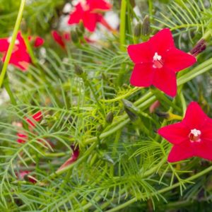 Ipomoea Quamoclit, Cardinal Climber, Cypress Vine, Cypressvine Morning Glory, Cardinal Creeper, Cardinal Vine, Star Glory, Hummingbird Vine, Annual Vine, Red Flowers,