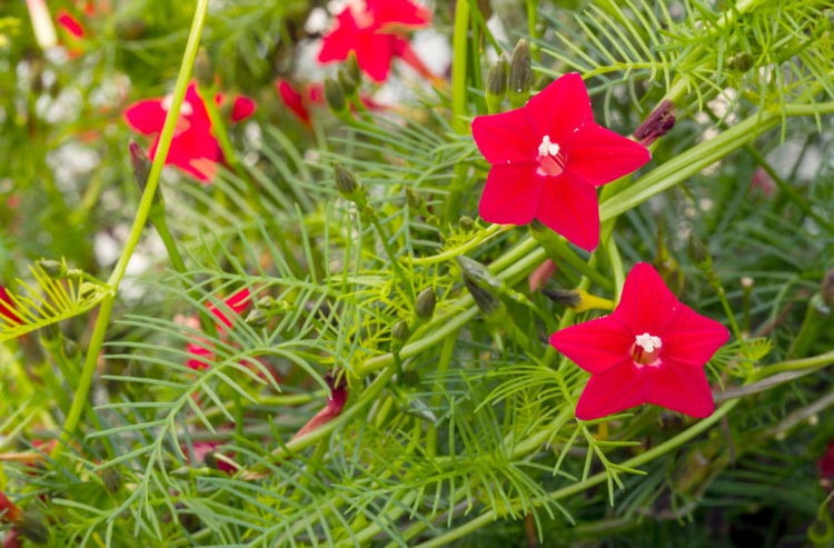 Ipomoea Quamoclit, Cardinal Climber, Cypress Vine, Cypressvine Morning Glory, Cardinal Creeper, Cardinal Vine, Star Glory, Hummingbird Vine, Annual Vine, Red Flowers,