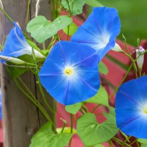 Ipomoea Tricolor Heavenly Blue,Morning Glory 'Heavenly Blue', Grannyvine 'Heavenly Blue', Ipomoea rubrocoerulea, Annual Vine, Blue Flowers,