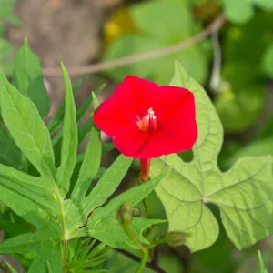 Ipomoea × sloteri, Cardinal Climber, Ipomoea x multifida, Quamoclit multifida, Quamoclit sloteri, Annual Vine, Red Flowers,