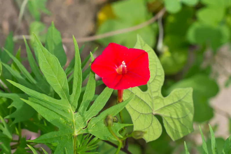 Ipomoea × sloteri, Cardinal Climber, Ipomoea x multifida, Quamoclit multifida, Quamoclit sloteri, Annual Vine, Red Flowers,