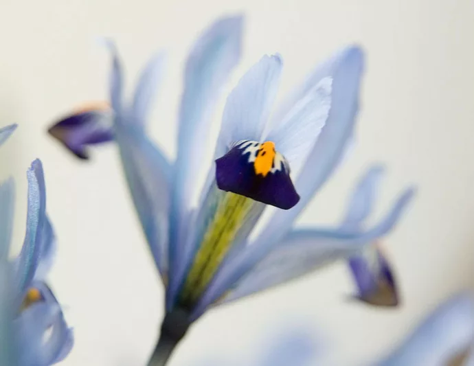 Iris 'Cantab', Dwarf Iris 'Cantab', Iris reticulata 'Cantab', Iris reticulata, Dwarf iris, Early spring Iris,Blue flowers, Blue iris
